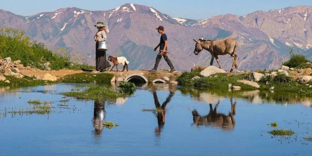 Onlar doğal yaşıyor, doğaseverler akın ediyor! Berçelan Yaylası bu yazın gözdesi 1